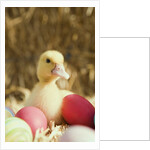 Duckling with Easter eggs by Anonymous