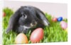 Lop-eared Easter bunny by Anonymous