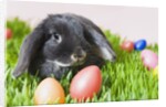 Lop-eared Easter bunny by Anonymous