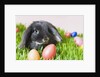 Lop-eared Easter bunny by Anonymous