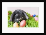 Lop-eared Easter bunny by Anonymous