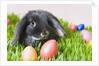 Lop-eared Easter bunny by Anonymous