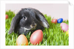 Lop-eared Easter bunny by Anonymous