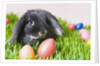 Lop-eared Easter bunny by Anonymous