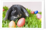 Lop-eared Easter bunny by Anonymous