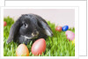 Lop-eared Easter bunny by Anonymous