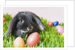 Lop-eared Easter bunny by Anonymous