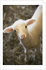 Baby lamb by Corbis