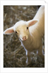 Baby lamb by Corbis