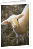 Baby lamb by Corbis