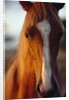 Horse by Anonymous