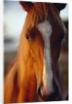 Horse by Anonymous