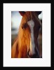 Horse by Anonymous