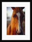 Horse by Anonymous