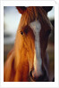 Horse by Anonymous