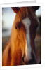 Horse by Anonymous