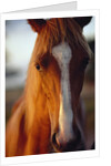 Horse by Anonymous