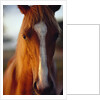 Horse by Anonymous