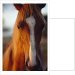 Horse by Anonymous