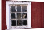 Cat sitting in a barn window by Anonymous
