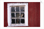 Cat sitting in a barn window by Anonymous