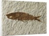 Fossil fish by Anonymous