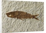 Fossil fish by Anonymous
