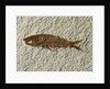 Fossil fish by Anonymous