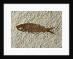 Fossil fish by Anonymous