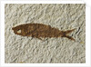 Fossil fish by Anonymous