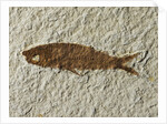 Fossil fish by Anonymous