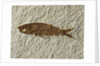 Fossil fish by Anonymous