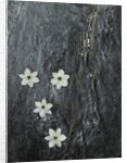 Four flowers floating on water by Anonymous