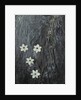 Four flowers floating on water by Anonymous