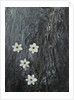 Four flowers floating on water by Anonymous