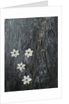Four flowers floating on water by Anonymous