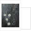 Four flowers floating on water by Anonymous