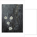 Four flowers floating on water by Anonymous