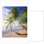 Pigeon Point Beach, Island of Tobago by Anonymous