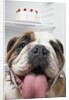 Bulldog in front of refrigerator by Anonymous