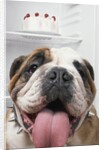 Bulldog in front of refrigerator by Anonymous