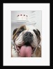 Bulldog in front of refrigerator by Anonymous