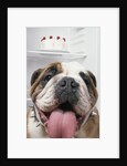 Bulldog in front of refrigerator by Anonymous