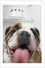 Bulldog in front of refrigerator by Anonymous