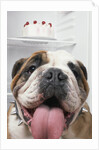 Bulldog in front of refrigerator by Anonymous