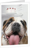Bulldog in front of refrigerator by Anonymous