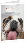 Bulldog in front of refrigerator by Anonymous