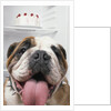Bulldog in front of refrigerator by Anonymous