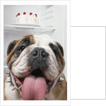 Bulldog in front of refrigerator by Anonymous