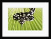 Jungle Carpet Python by Anonymous